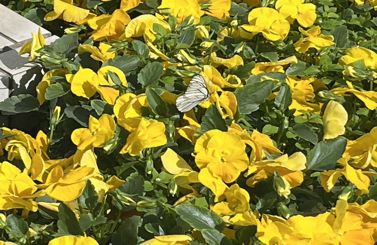元男闘呼組・土田一徳さんが東山紀之への願い「先頭を切ってジャニーズ性加害問題の解決を」 The Audience
