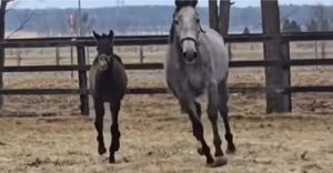 紗栄子、競走馬の馬主に　浜本牧場で虐待を受けていたアールヴヘイムとバレンタイン“母子”を購入し安全な場所へ