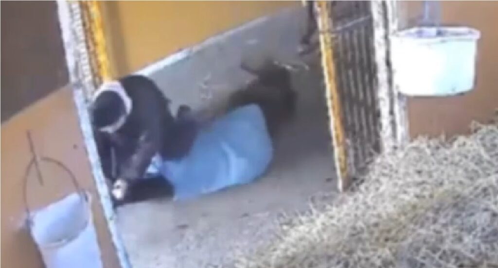 北海道日高町・浜本牧場、仔馬への「躾」が物議 地面に引きずり回したり、押さえつけて殴る・蹴る「虐待」と批判殺到