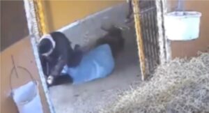 北海道日高町・浜本牧場、仔馬への「躾」が物議　地面に引きずり回したり、押さえつけて殴る・蹴る「虐待」と批判殺到