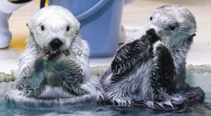 鳥羽水族館、ラッコ（メイ＆キラ）の水槽見学を体調不良で終日中止
